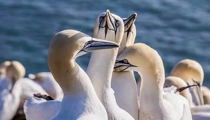 星空体育网站入口-格拉纳达战平皇家社会，积分榜上升至前列，格拉纳达vs皇家社会比分结束了吗