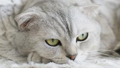 星空体育入口-法国篮球运动员健康状况良好，法国篮球名将