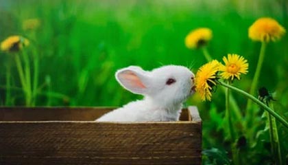 星空体育官网下载-南特中场核心发挥稳定引领攻守平衡，南特足球俱乐部